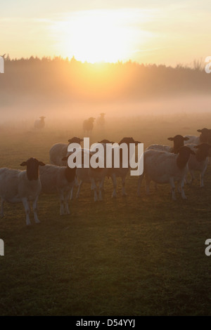 Nuovo Kätwin, Germania, Dorperschafe su un pascolo al tramonto Foto Stock