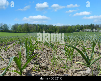 Campo arabile di maturazione piantagione di aglio Foto Stock