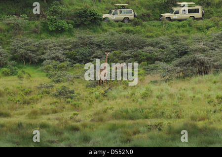 Tanzania wildlife safari le giraffe safari in jeep si può osservare guardando le giraffe Foto Stock