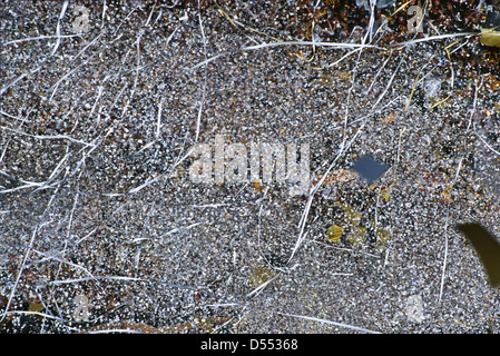La folla durante il derby di calcio tra Peñarol e Nacional al Centenario Stadium. Montevideo, Uruguay Foto Stock
