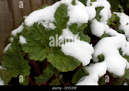 Neve sulle piante di rabarbaro Foto Stock