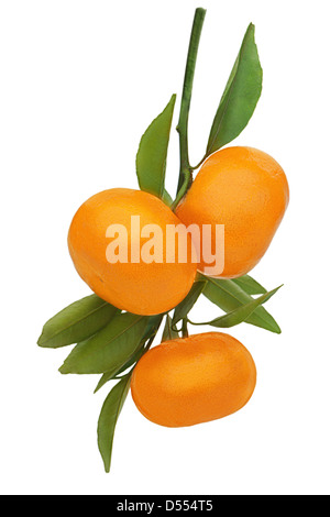 Fresche e mature tangerini con foglie verdi isolati su sfondo bianco. Foto Stock