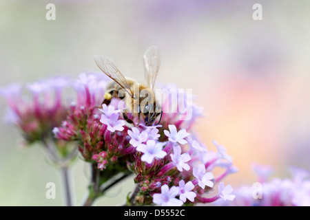 Il miele delle api su Verbena bonariensis (nome comune viola in alto) Foto Stock