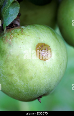 Bug del capside di danni su un Apple sulla struttura ad albero Foto Stock