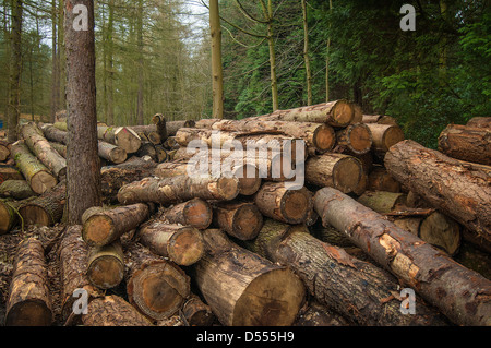 Pila di log tagliati nella foresta Foto Stock