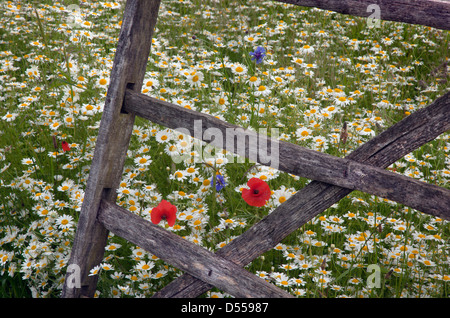 Il mais Camomilla Anthemis arvense vecchio pecore ostacolo Foto Stock