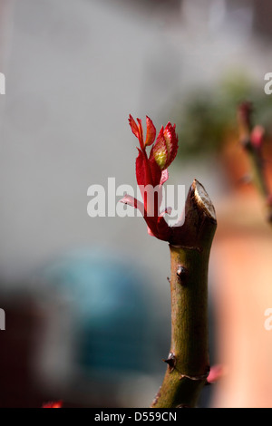 Nuovi germogli di ROSE IN PRIMAVERA. ROSA mio papà. Foto Stock