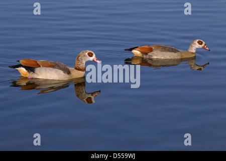 Adulto oca egiziana Alopochen aegyptiacus Foto Stock