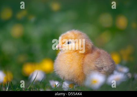 Polli appena schiusa in giardino con margherite in primavera Foto Stock