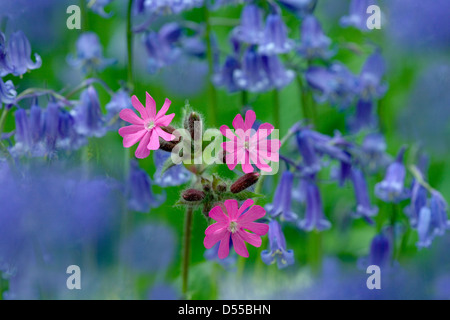 Bluebells Hyacintoides non-scriptus & Red Campion Growing in Woodland Norfolk UK Aprile Foto Stock