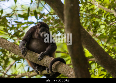 Golden-mantled scimmia urlatrice (Alouatta palliata palliata) al Llanos de Cortez cascata nella provincia di Guanacaste in Costa Rica. Foto Stock