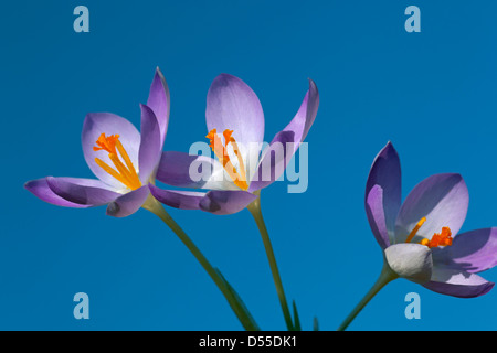 La molla Crocus in mattina presto contro un cielo blu Foto Stock