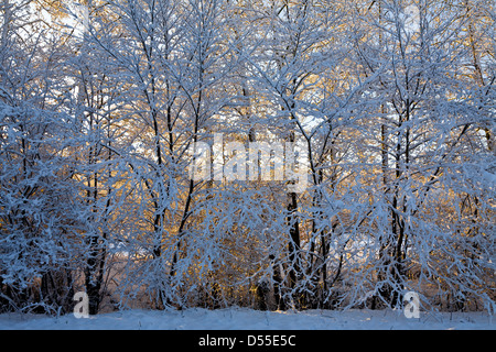 La mattina presto sun back-luci coperta di neve alberi. Foto Stock