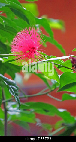 Power puff fiore Foto Stock