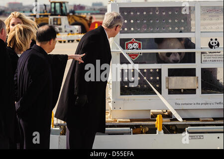 Toronto, Canada. 25 marzo, 2013. Pandas Er Shun e da Mao sono stati accolti con il Primo Ministro canadese Stephen Harper, sua moglie la signora Magno Harper e Zhang Junsai, Ambasciatore della Repubblica popolare di Cina in Canada. Credito: Victor Biro/Alamy Live News Foto Stock