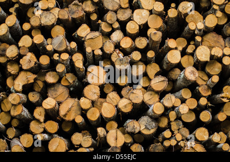 Pila di ceppo di albero per lo sfondo Foto Stock
