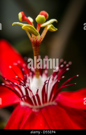 Rosso fiore della passione (Passiflora vitifolia), Monteverde in Costa Rica. Foto Stock