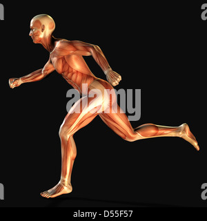 Anatomia umana Foto Stock