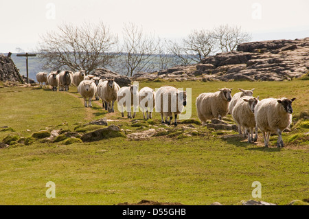 Gregge di pecore in linea lunga in seguito una dopo l'altra, camminando sulle rocce calcaree del terreno (divertenti) - Malham Cove, Yorkshire Dales, Inghilterra, Regno Unito. Foto Stock