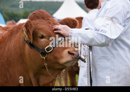 Close-up del Limousin bovini concorrente (bull) & handler in piedi in parade ring - Kilnsey spettacolo agricolo showground, Yorkshire Dales, Inghilterra, Regno Unito. Foto Stock