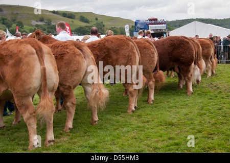 Vista posteriore del Limousin bovini concorrenti con i gestori, costeggiato a parade ring - Kilnsey spettacolo agricolo showground, Yorkshire Dales, Inghilterra, Regno Unito. Foto Stock