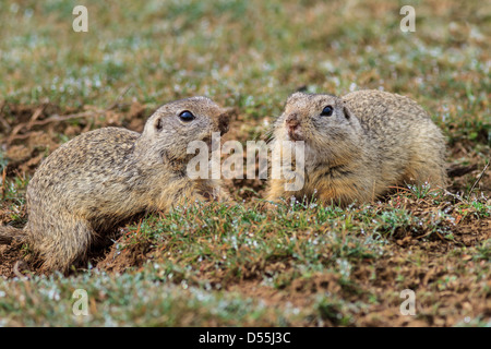 Prairie Dog (cynomys ludovicianus) Foto Stock