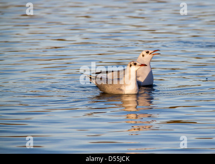 Gabbiani sull'acqua Foto Stock