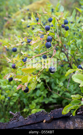 Ripe wild bassa bush mirtilli (Vaccinium myrtillus ) , Finlandia Foto Stock