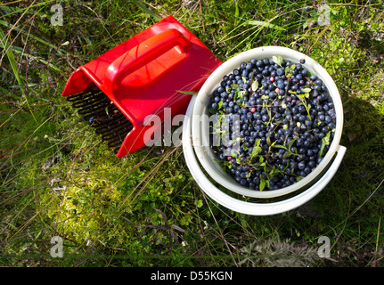 Secchio di plastica piena di mirtilli selvatici ( vaccinium myrtillus ) , Finlandia Foto Stock