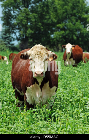 bovini da carne Foto Stock