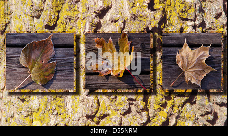 Legno texture di sfondo e foglie di autunno Foto Stock