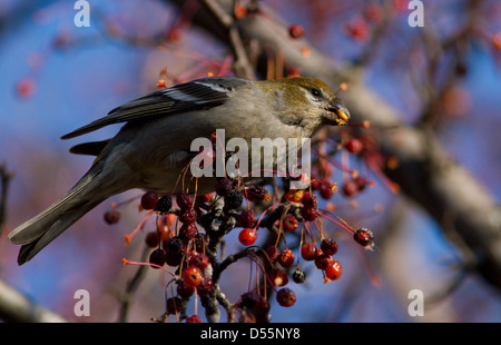 Pino femmina Grosbeak fotografato in inverno . Foto Stock