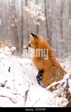 Red Fox, Vulpes vulpes seduta Foto Stock
