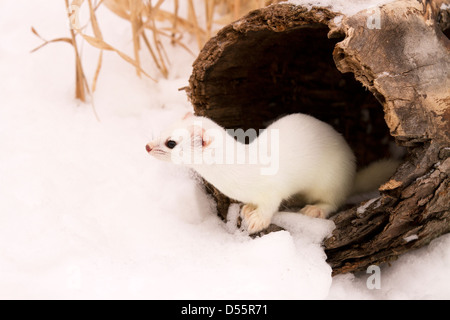 Breve tailed Weasel, Mustela erminea in un registro di cavo Foto Stock