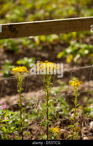 L'erbaccia erba tossica che crescono lungo il bordo di un campo in estate. Foto Stock