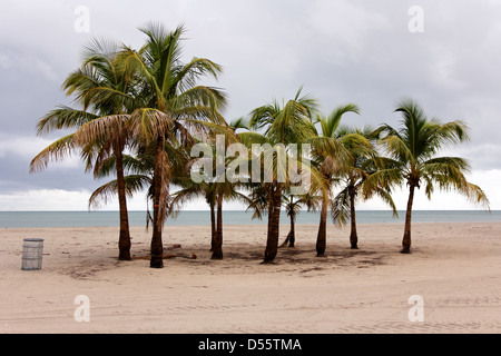 Ceduo di palme sulla spiaggia deserta di Key Biscayne nella calma inquietante dopo una tempesta tropicale. Foto Stock