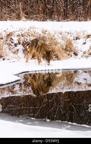 Lupo grigio, Canis lupus riflesso nel lago Foto Stock