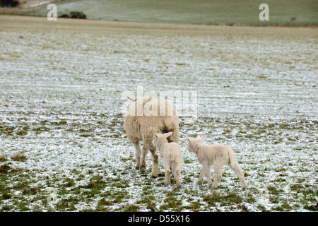 Pecora con due agnelli in coperta di neve campo Foto Stock