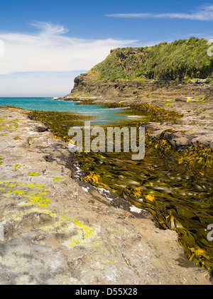 Un piccolo canale riempito di bull kelp, Curio Bay, Clutha, Nuova Zelanda. Foto Stock