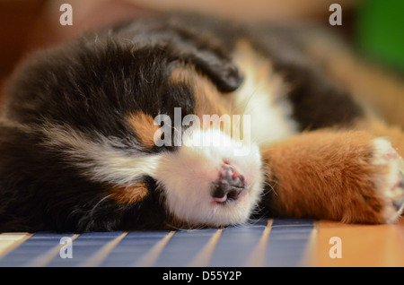 Birdie Il Bovaro del Bernese è dolce! Foto Stock