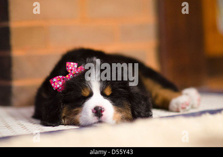 Birdie Il Bovaro del Bernese è dolce! Foto Stock