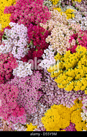 Fiori yarrow (lat. Achillea), lo sfondo, lo sfondo Foto Stock