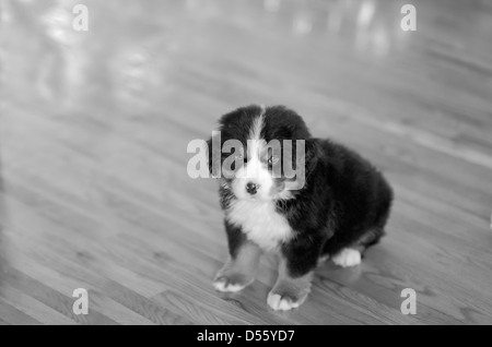 Birdie Il Bovaro del Bernese è dolce! Foto Stock