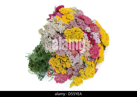 Bouquet di yarrow (lat. Achillеa), isolati su sfondo bianco Foto Stock