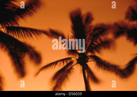 [Palm frond] [Palm tree] silhouette di cocco tramonto particolare di coconut Palm tree al tramonto Foto Stock