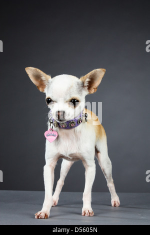 Bianco giovane cucciolo di Chihuahua con la principessa collare su grigio di sfondo per studio, che sta di fronte nervosamente per la fotocamera Foto Stock