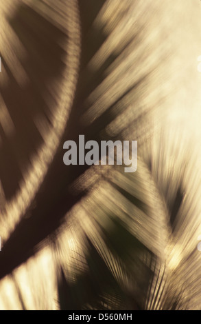 [Palm frond] [Palm tree] silhouette di cocco tramonto particolare di coconut Palm tree al tramonto Foto Stock