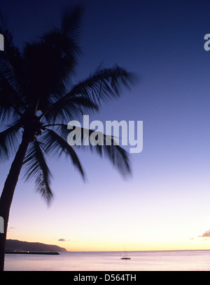 [Palm frond] [Palm tree] silhouette di cocco tramonto particolare di coconut Palm tree al tramonto Foto Stock