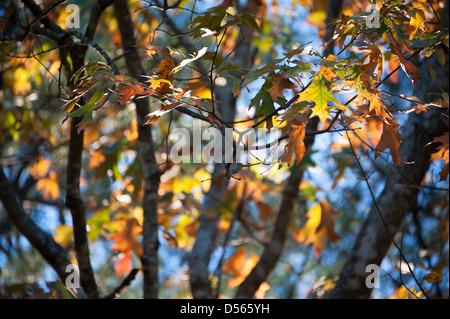 I colori dell'autunno in retroilluminato a foglie di autunno. Foto Stock