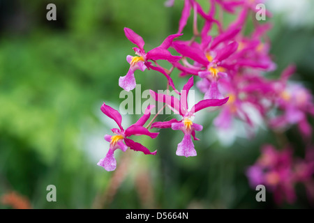 Odontioda charlesworthii orchid flower Foto Stock